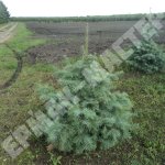 Фото хвойных растений (ОКС)